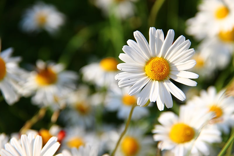 naturbalance_Kräuterlexikon_Gänseblümchen