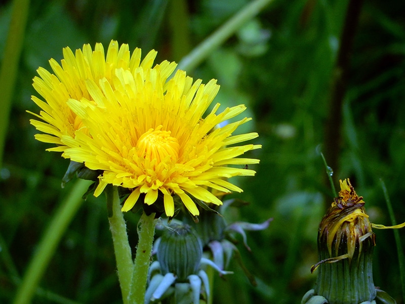 naturbalance_Kräuterlexikon_Löwenzahn