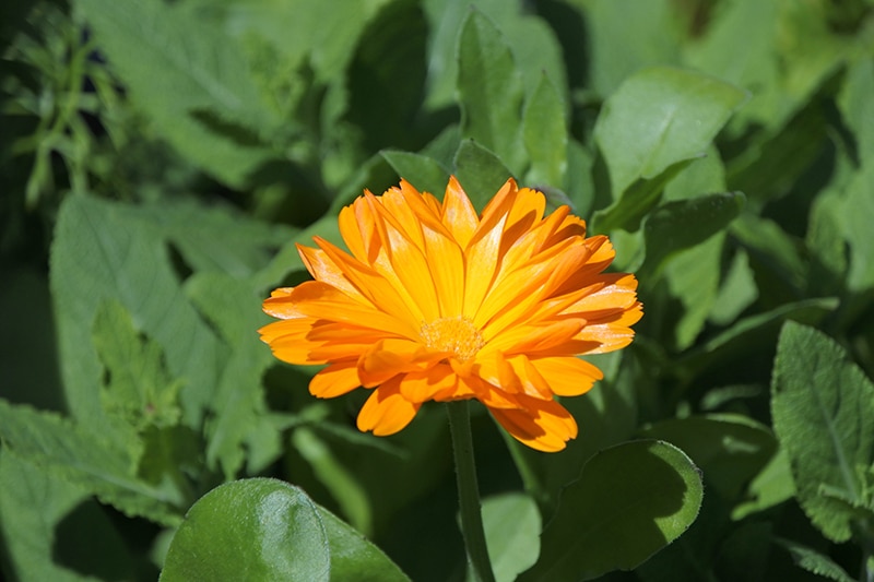 naturbalance_Kräuterlexikon_Ringelblume