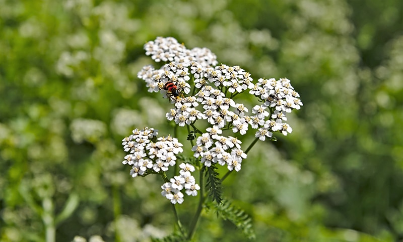 naturbalance_Kräuterlexikon_Schafgarbe