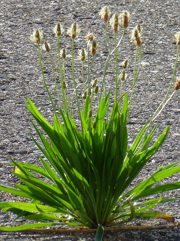 naturbalance_Kräuterlexikon_Spitzwegerich