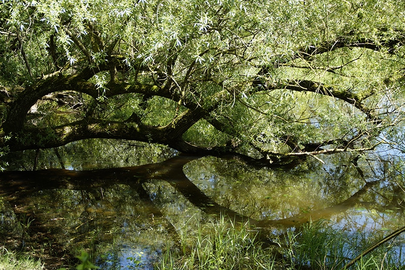 naturbalance_Kräuterlexikon_Weide